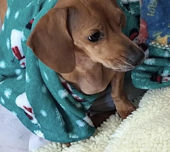 Lola