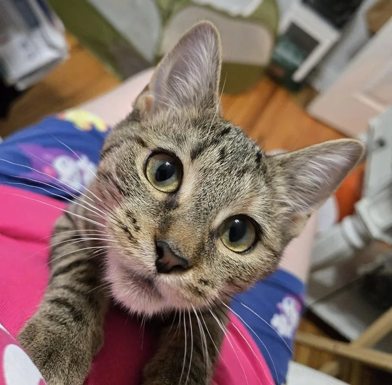 A baby small-sized female Buff & White Domestic Short Hair cat named Minnie Lu for adoption in Chicago, IL