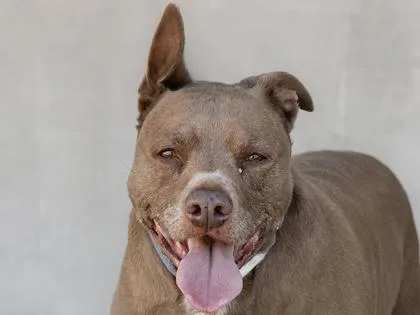 A senior large-sized male Mixed Breed dog named Lb for adoption in Longmont, CO
