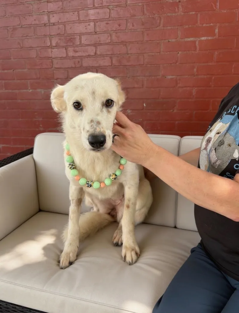 A young medium-sized female Apricot / Beige Labrador Retriever dog named Morgan for adoption in Houston, TX