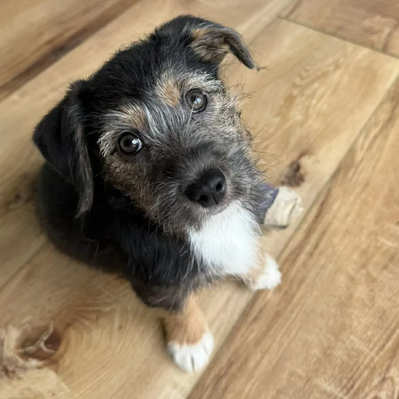 A young small-sized female Tricolor (Brown, Black, & White) Mixed Breed dog named Honey for adoption in Hilton, NY