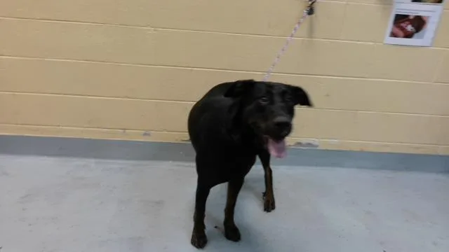 A young large-sized female Doberman Pinscher dog named Symphony for adoption in Tulsa, OK