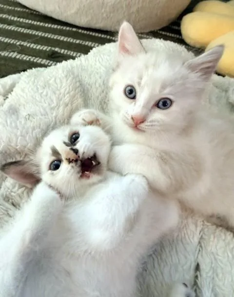 A baby small-sized female Domestic Short Hair cat named Pepper for adoption in Burbank, CA