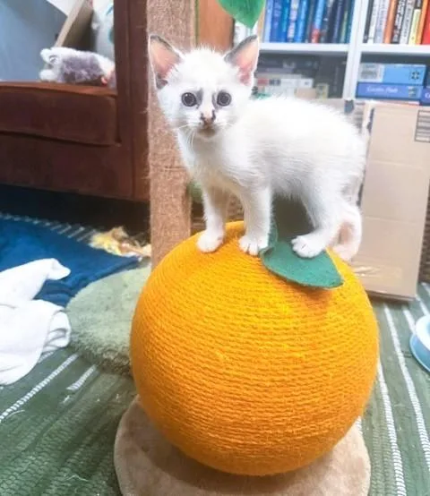 Pepper thumbnail 3