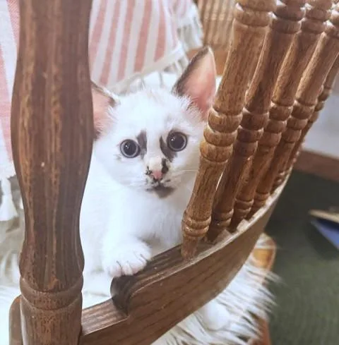Pepper thumbnail 4