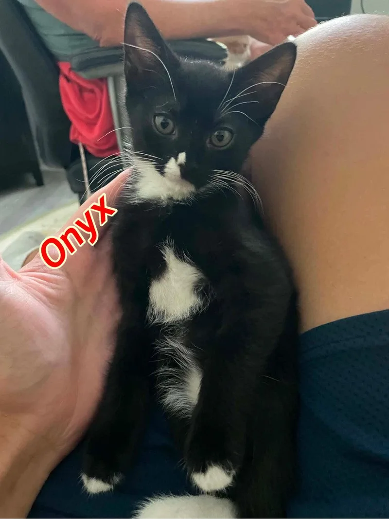A baby medium-sized male Black & White / Tuxedo Domestic Short Hair cat named Onyx for adoption in Gonic, NH