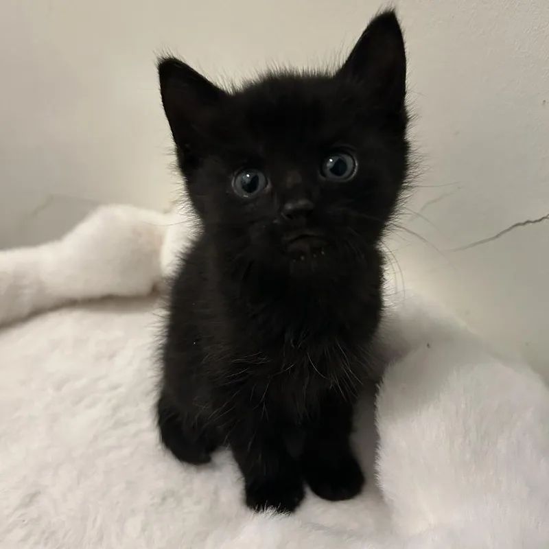 A baby small-sized female Black Domestic Short Hair cat named Lasagna for adoption in Long Beach, CA