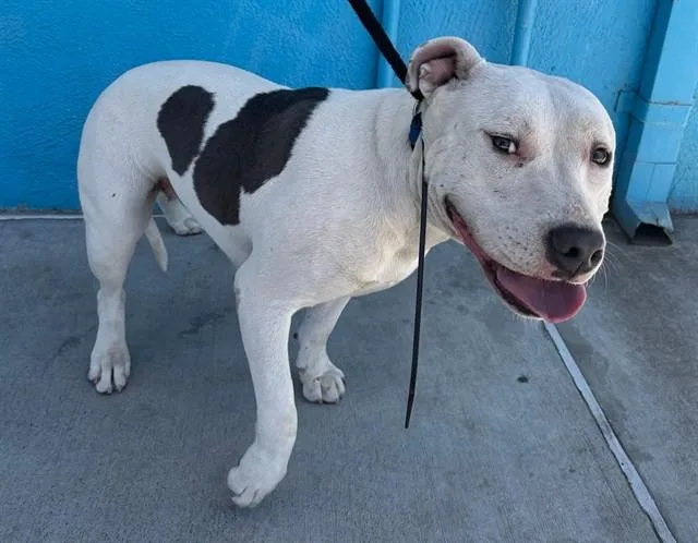 A young medium-sized female Pit Bull Terrier dog named Priscilla for adoption in Baldwin Park, CA