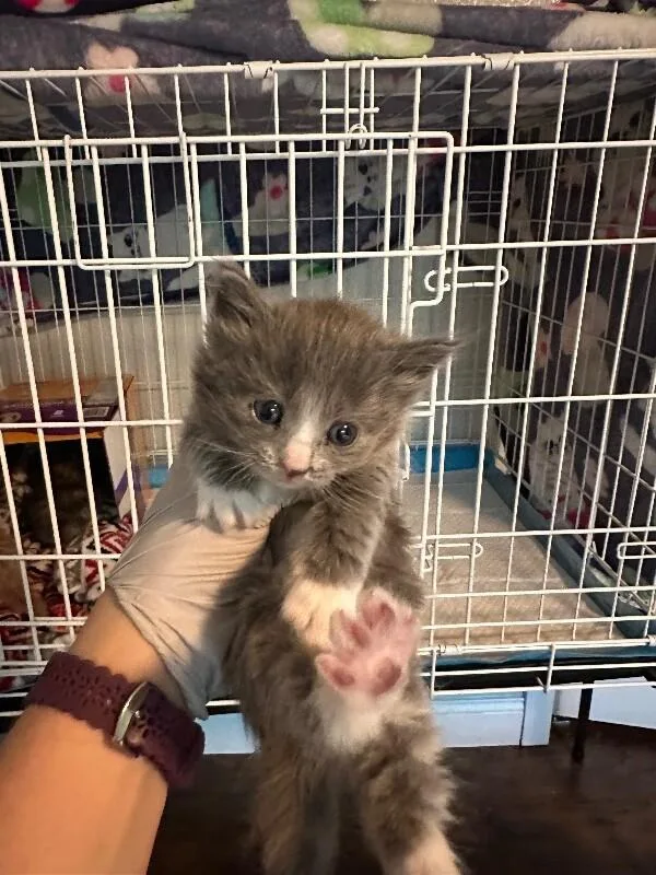 A baby medium-sized female Gray / Blue / Silver Domestic Long Hair cat named Ravioli for adoption in Kennewick, WA