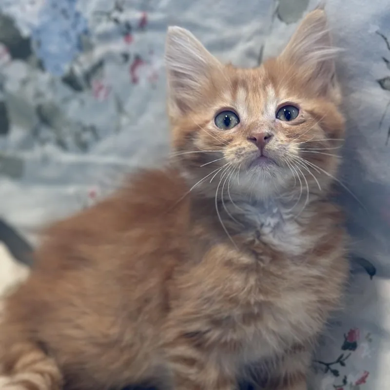 A baby small-sized female Orange / Red Domestic Medium Hair cat named Agnes for adoption in Matteson, IL