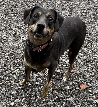 A young medium-sized female Mixed Breed dog named Sadie Mae for adoption in Wilkesboro, NC