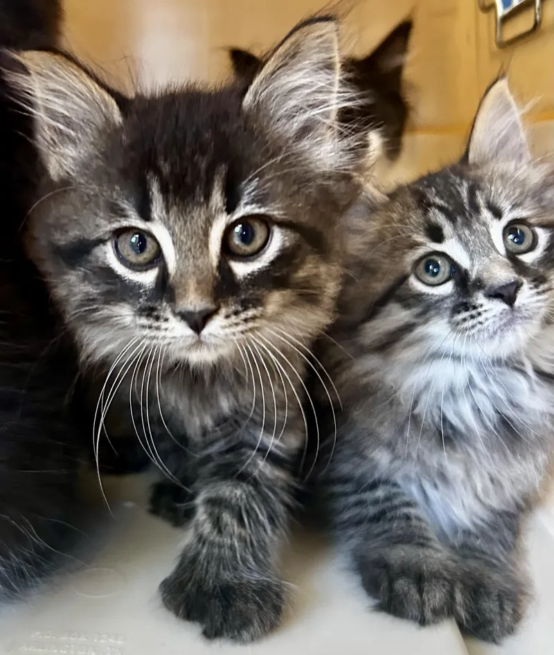 A baby medium-sized male Domestic Long Hair cat named Edgar Allan Toes for adoption in Sandusky, MI