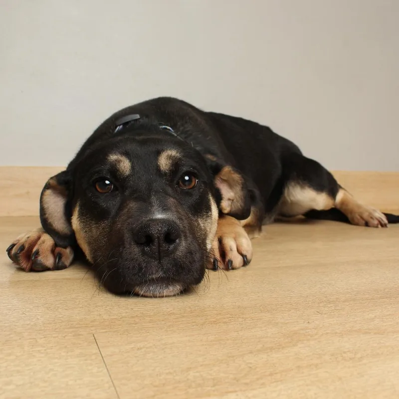 Ramona D thumbnail 3