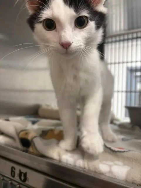 A baby medium-sized male White Domestic Medium Hair cat named East for adoption in Allen, TX