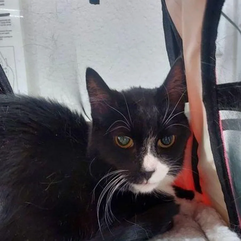 A senior medium-sized female Black & White / Tuxedo Domestic Short Hair cat named Joy for adoption in Lake Havasu City, AZ