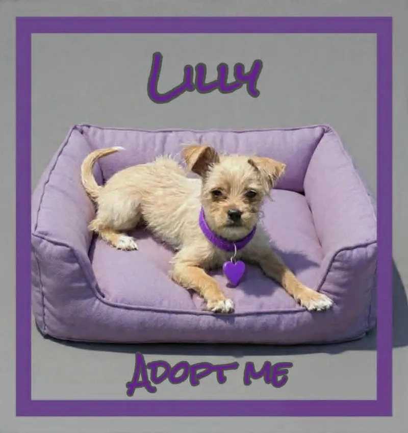 A baby small-sized female Apricot / Beige Malshi dog named Lilly for adoption in Grove, OK
