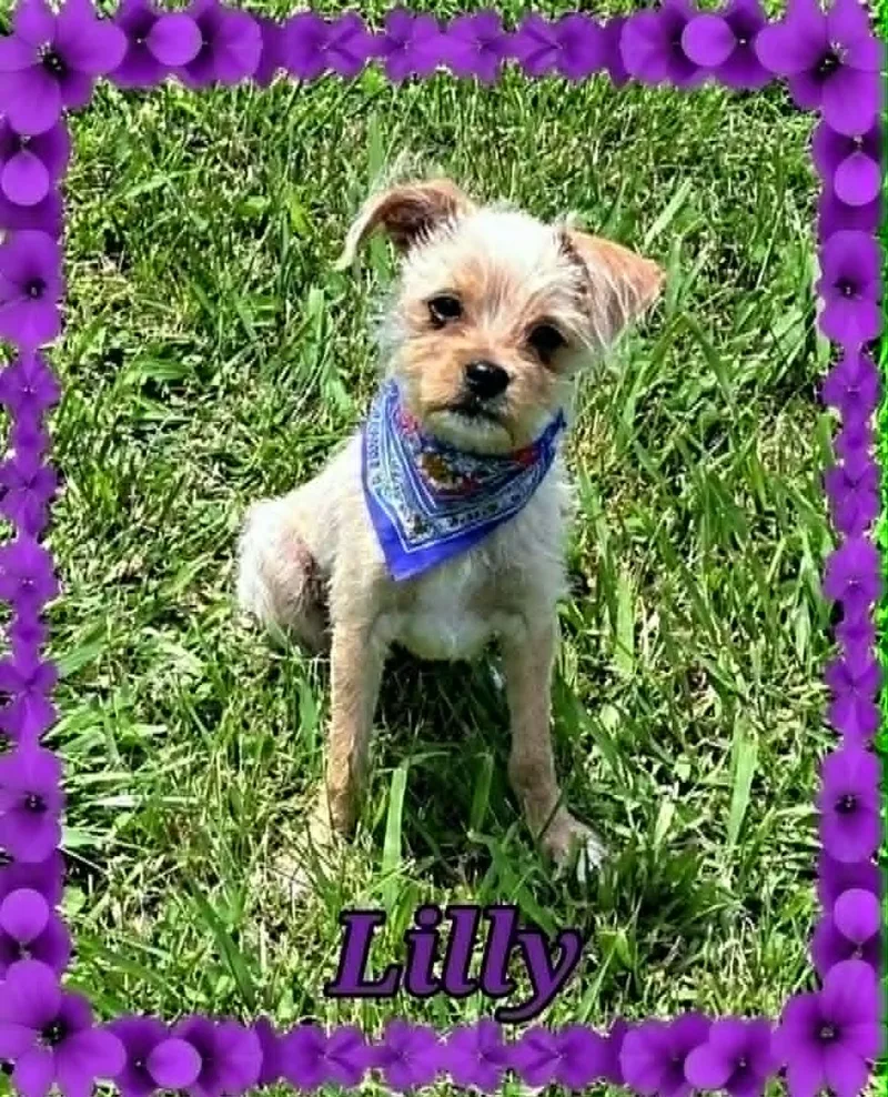 Lilly thumbnail 2