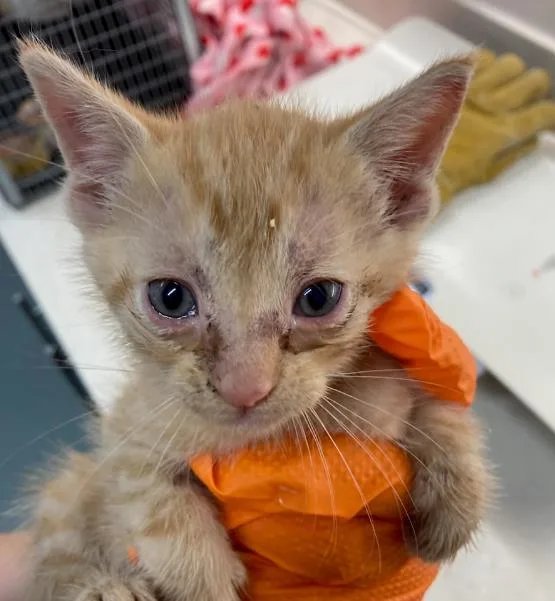 A baby small-sized male Domestic Medium Hair cat named Kel for adoption in Baytown, TX