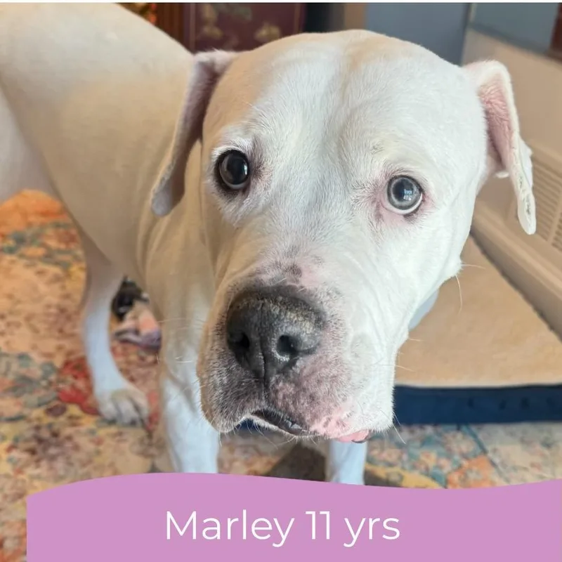 A senior large-sized female White / Cream American Bulldog dog named Marley for adoption in Parkton, MD