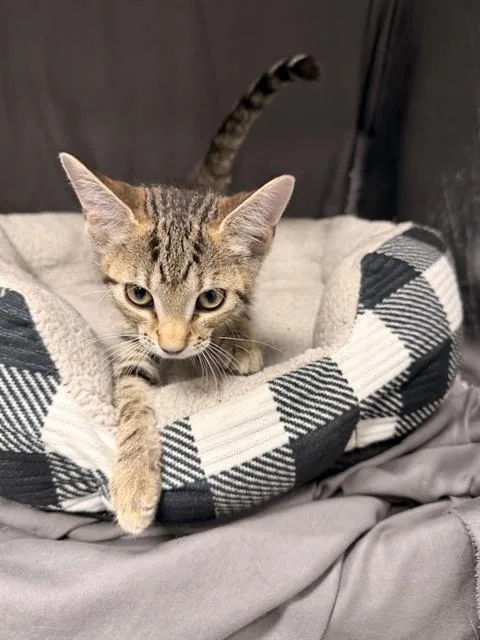 An adult small-sized female Domestic Short Hair cat named Maxine for adoption in Appling, GA