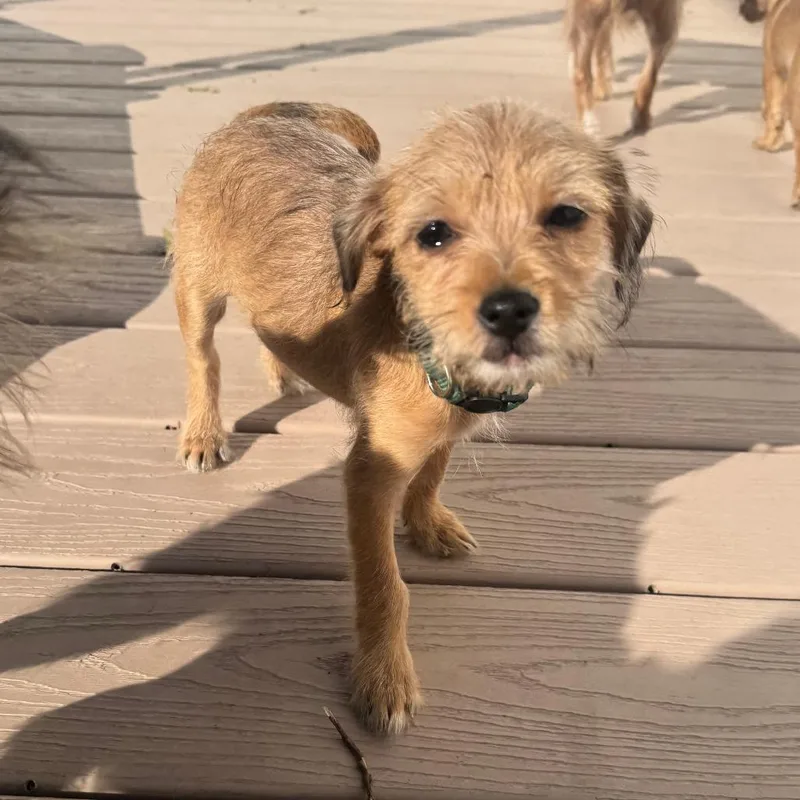 A baby small-sized female Brown / Chocolate Cairn Terrier dog named Bridges for adoption in Staten Island, NY