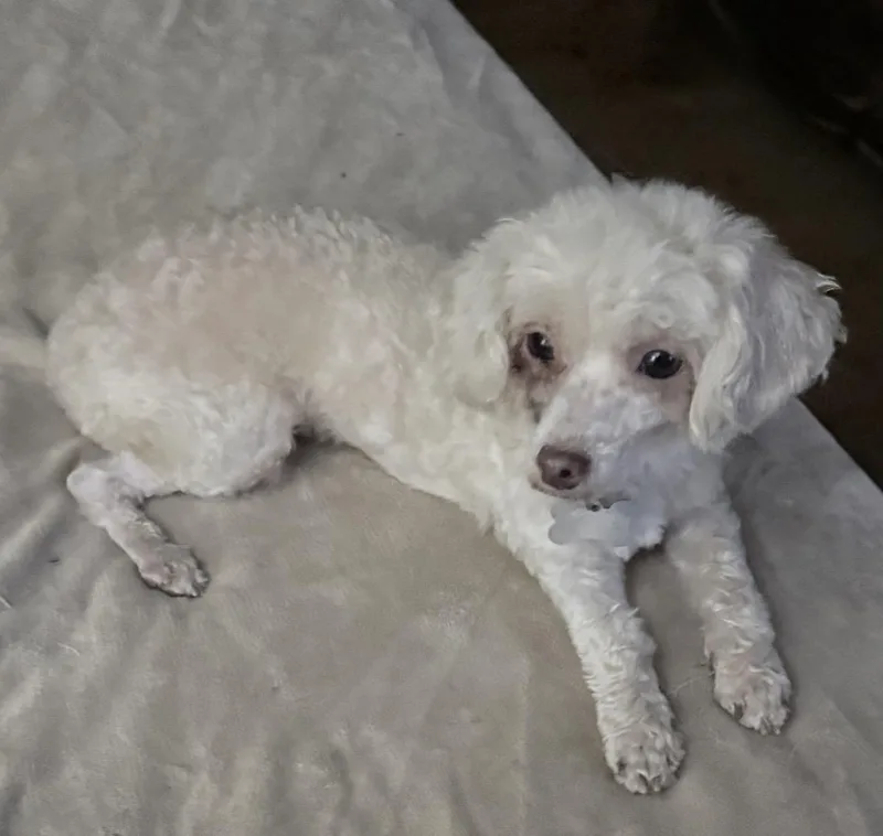 An adult small-sized female White / Cream Poodle (Toy) dog named Summer lbs for adoption in Olive Branch, MS