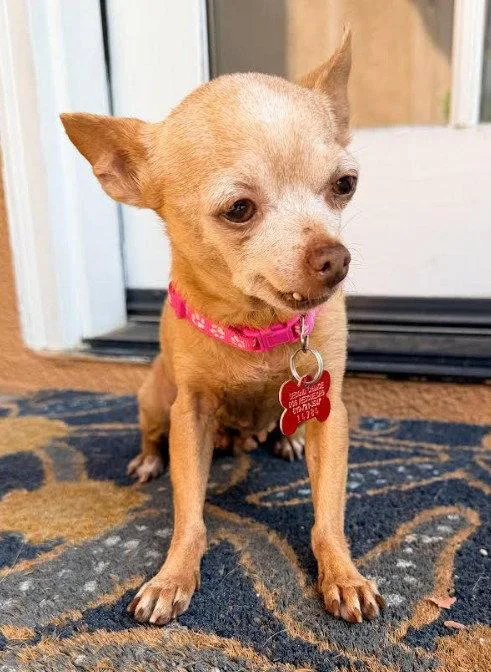 A senior small-sized female Chihuahua dog named Chiquita for adoption in San Diego, CA
