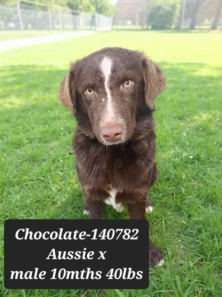 A baby medium-sized male Tricolor (Brown, Black, & White) Australian Shepherd dog named Cash for adoption in Manhattan, NY