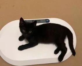 A baby medium-sized male Black Domestic Short Hair cat named Erling for adoption in oceanside, CA