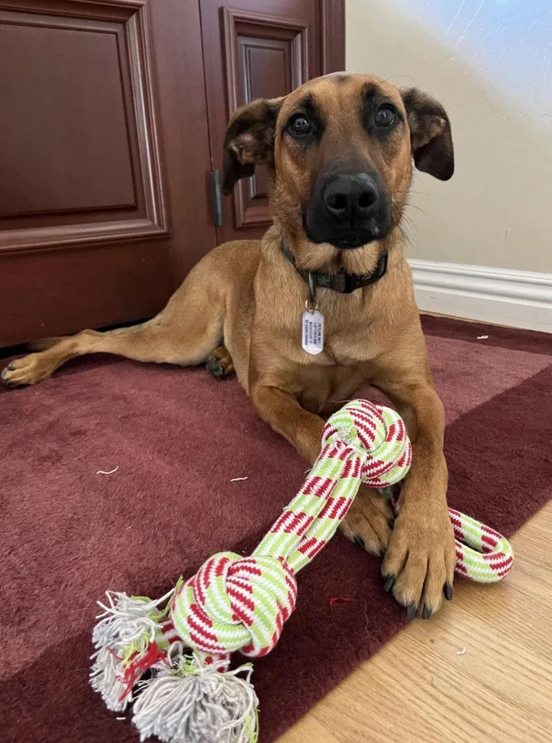 A young medium-sized male Belgian Shepherd / Malinois dog named Cooper for adoption in San Diego, CA
