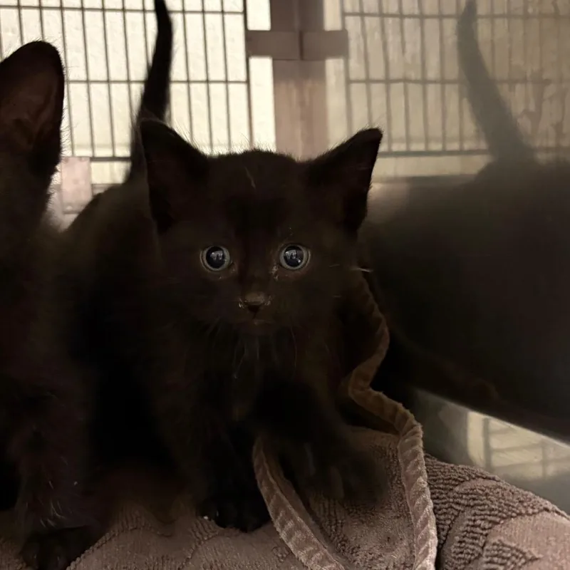 A baby small-sized female Black Domestic Short Hair cat named Fiji for adoption in Evanston, IL