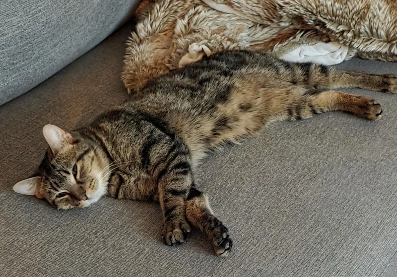 A young medium-sized male Brown / Chocolate Domestic Short Hair cat named Rambo for adoption in Chicago, IL
