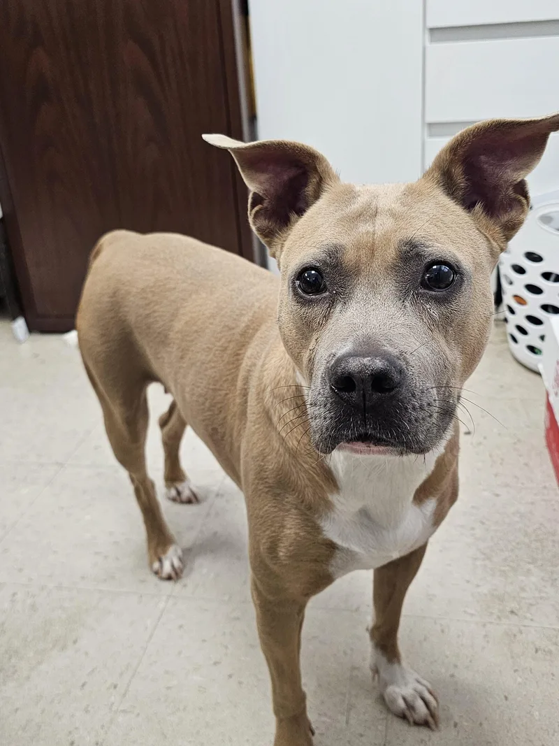 A young medium-sized female Terrier dog named Averi for adoption in Burlington, IA