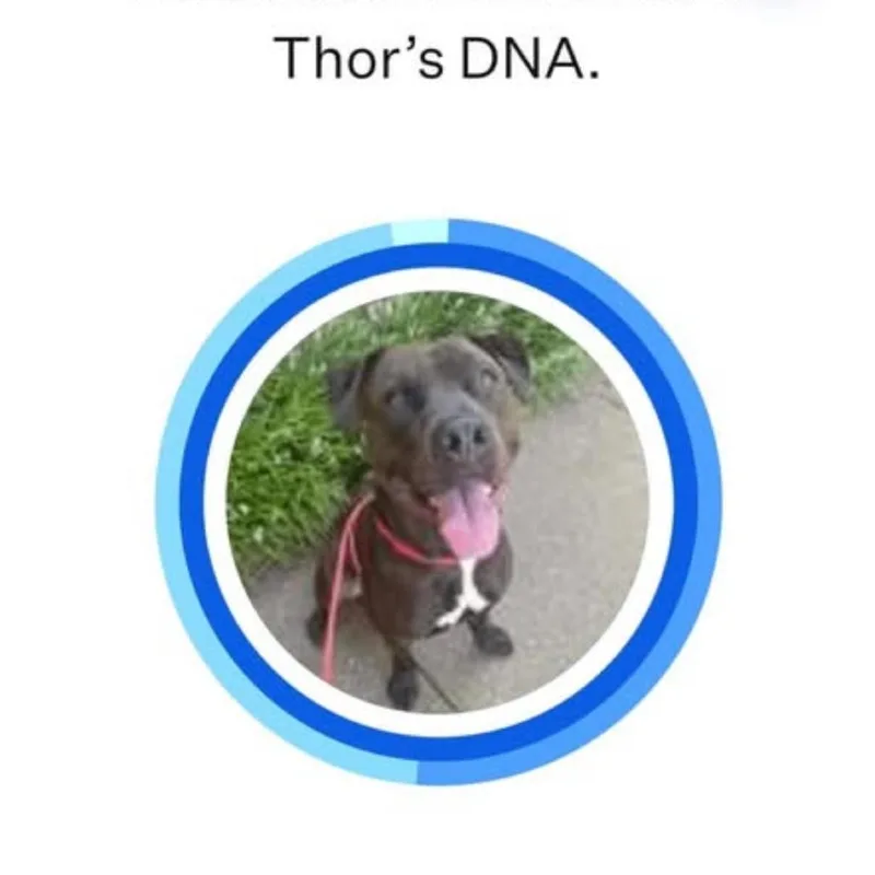 Thor