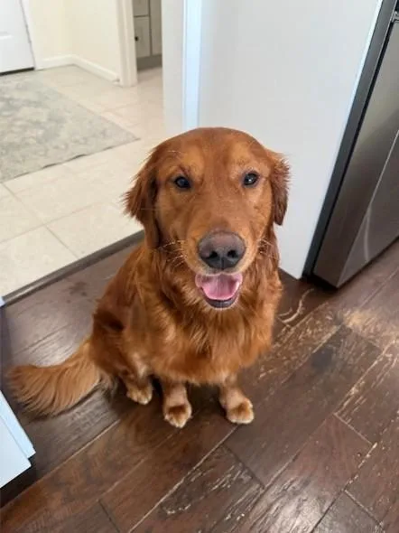 A young large-sized male Golden Retriever dog named Buddy for adoption in Grand Rapids, MI