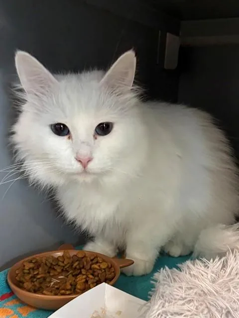 An adult small-sized female Domestic Long Hair cat named Penelope for adoption in Leesburg, VA