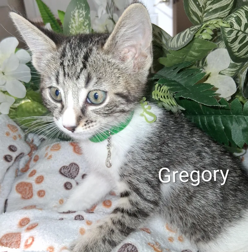 A baby large-sized male Tabby (Gray / Blue / Silver) Domestic Short Hair cat named Gregory for adoption in Redondo Beach, CA