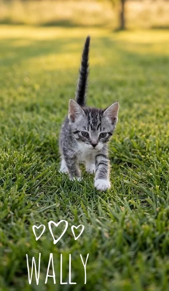 A baby medium-sized male Domestic Short Hair cat named Wallace "Wally for adoption in Claremore, OK