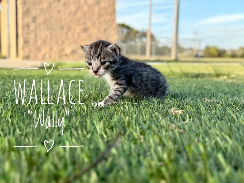 Wallace "Wally thumbnail 2
