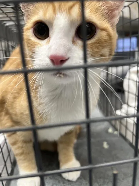 A young small-sized female Domestic Short Hair cat named My Girl for adoption in Las Vegas, NV