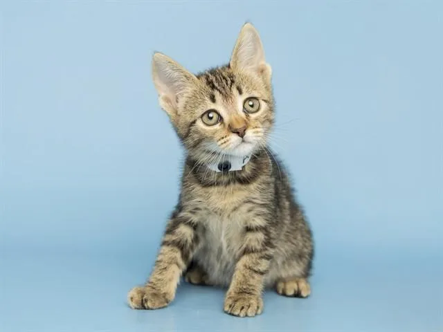 A baby small-sized female Domestic Short Hair cat named Sern for adoption in Phoenix, AZ