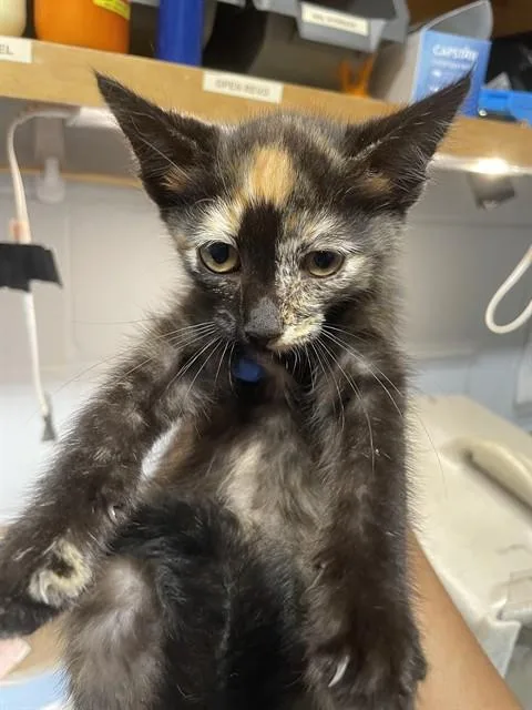 A baby small-sized female Domestic Short Hair cat named Tomato for adoption in Tallahassee, FL