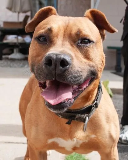 An adult medium-sized male American Staffordshire Terrier dog named Koa for adoption in Hamilton, NJ