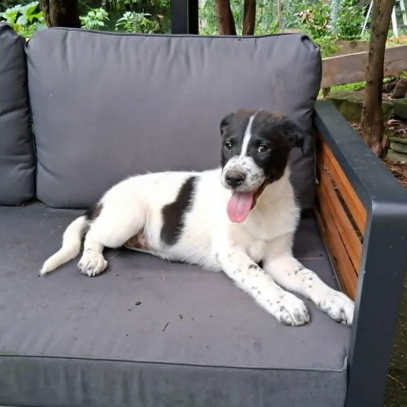 A baby medium-sized male Black Pointer dog named Puppy for adoption in North Jackson, OH