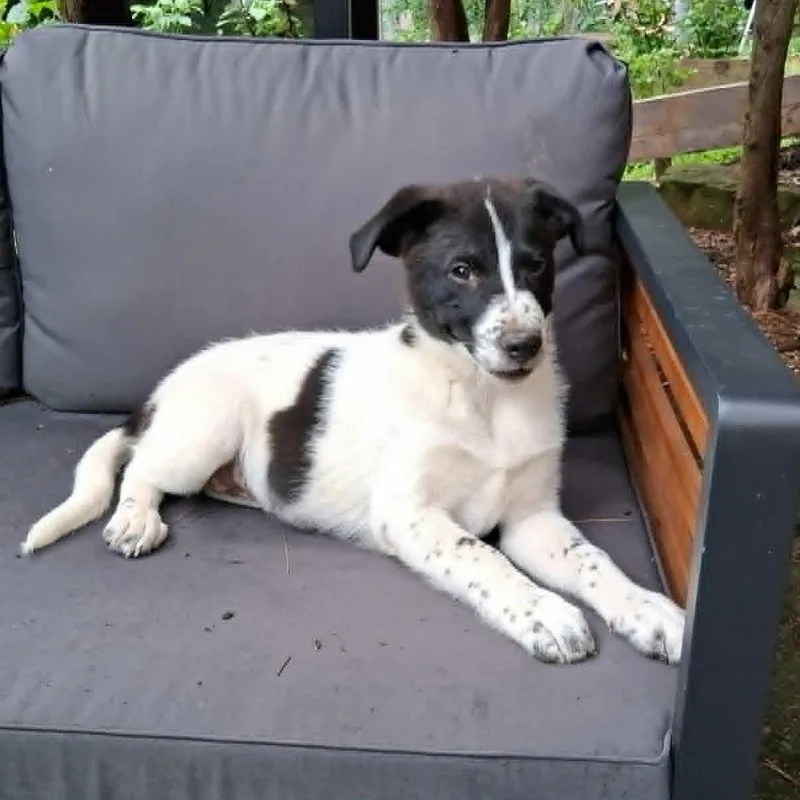 Puppy thumbnail 2