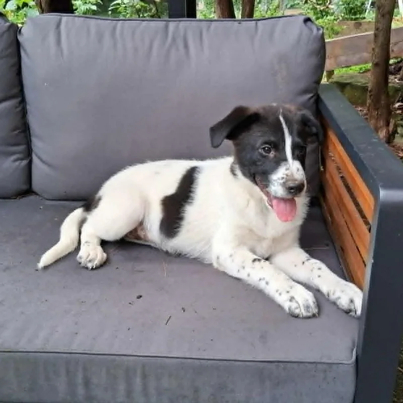 Puppy thumbnail 3
