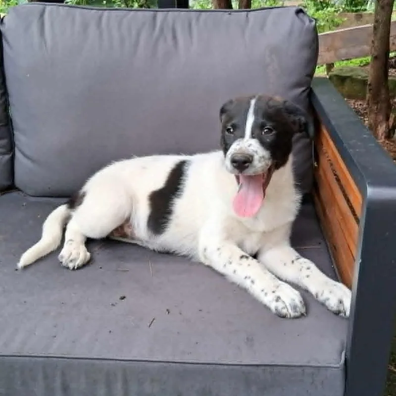 Puppy thumbnail 5