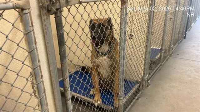 Nyla