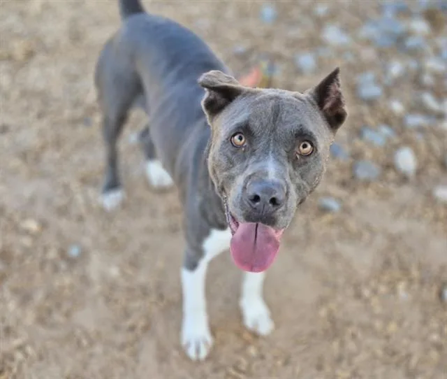 An adult medium-sized male American Bulldog dog named Beau for adoption in Albuquerque, NM