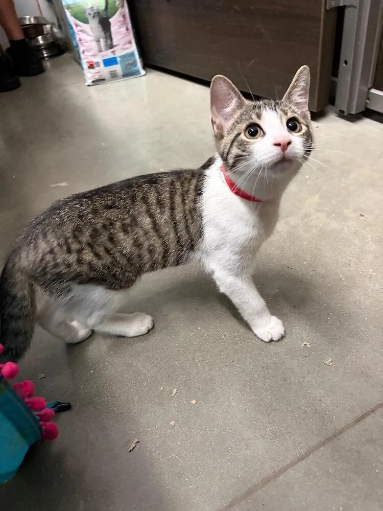 A baby small-sized male Domestic Short Hair cat named Brian for adoption in Breinigsville, PA